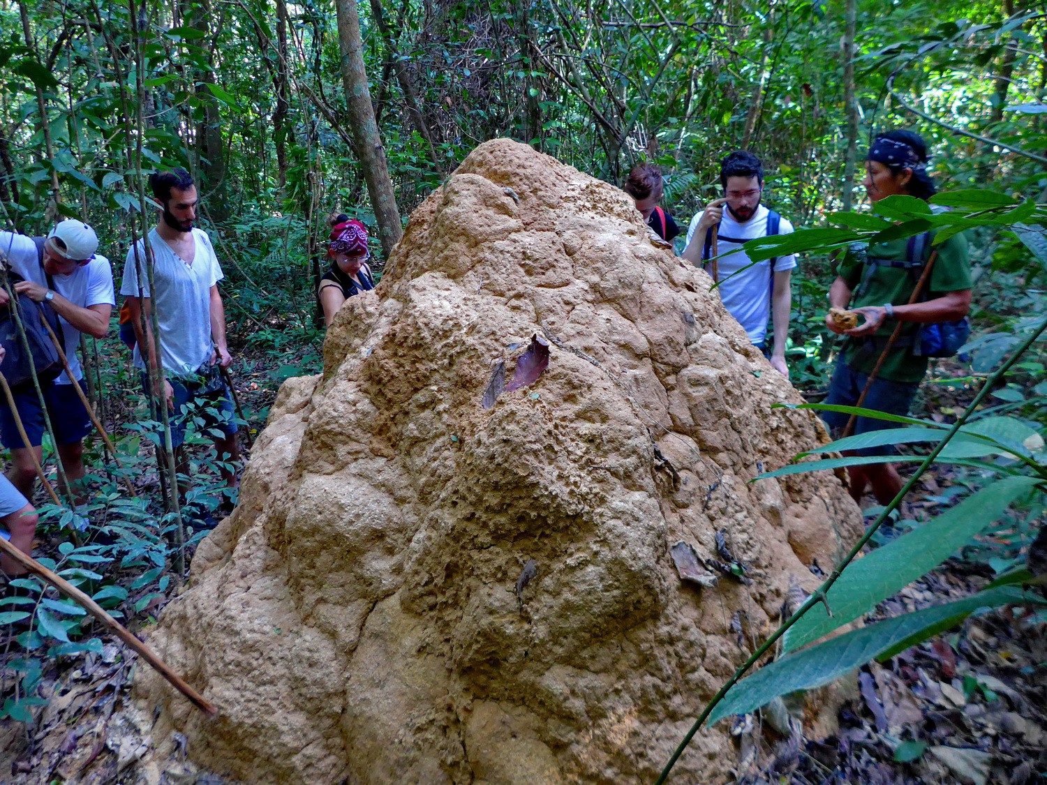 Large termite hill on the way to the mountain Chom Prasat 2